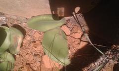 Haemanthus humilis