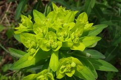 Euphorbia hyberna