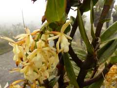 Epidendrum suaveolens
