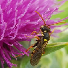 Nomada