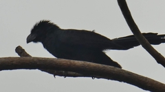 Crotophaga sulcirostris