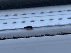 Anthocomus equestris