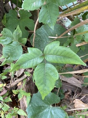 Toxicodendron radicans image