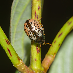 Calligrapha vicina