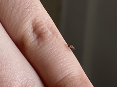 Anthocomus equestris