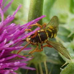 Nomada