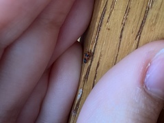 Anthocomus equestris