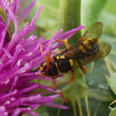 Nomada