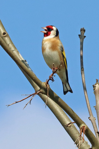 Jilguero europeo (Carduelis carduelis)
