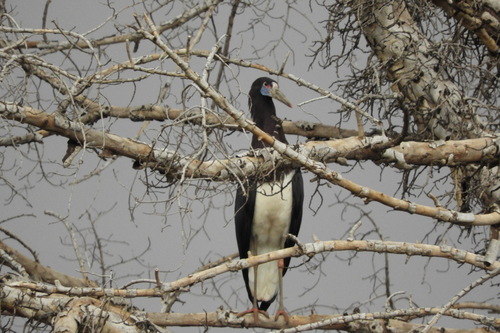 Abdim's Stork