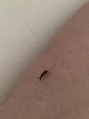 Anthocomus equestris