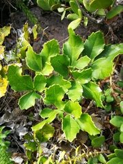 Maytenus procumbens