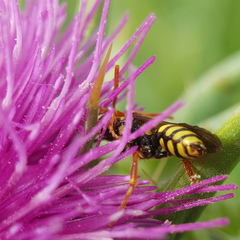 Nomada