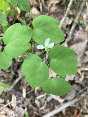 Thalictrum clavatum
