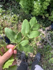 Opopanax chironium
