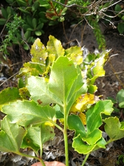 Maytenus procumbens