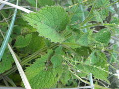 Plectranthus grallatus