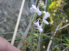 Plectranthus grallatus