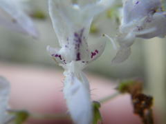 Plectranthus grallatus