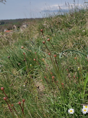 Armeria arenaria