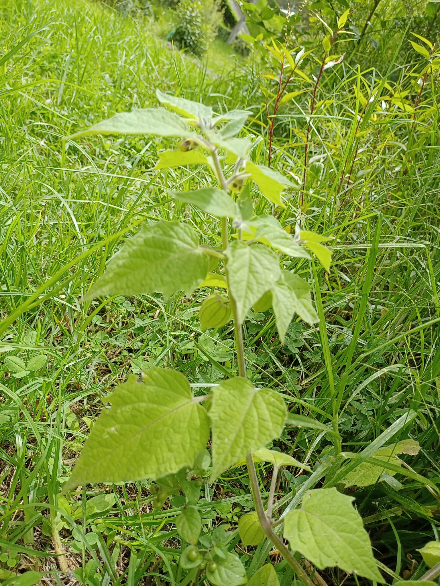 Physalis peruviana image