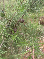 Hakea decurrens physocarpa