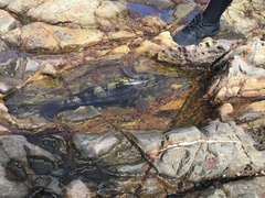 Paralabrax nebulifer