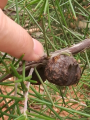 Hakea decurrens physocarpa
