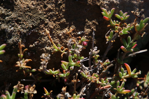 Image of Delosperma ornatulum by (c) Tony Rebelo, some rights reserved (CC BY-SA)