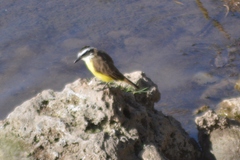 Pitangus sulphuratus