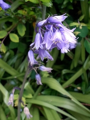 Hyacinthoides