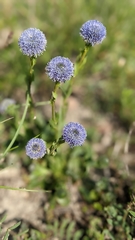 Globularia bisnagarica