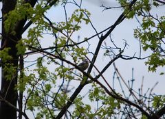 Cyanistes caeruleus caeruleus