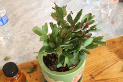 Schlumbergera buckleyi