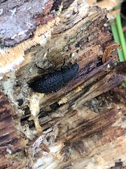 Polypleurus perforatus