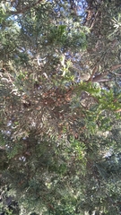 Cupressus lusitanica