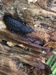 Polypleurus perforatus