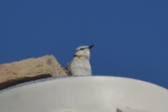 Mimus saturninus