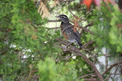 Turdus migratorius