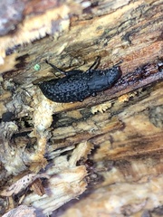 Polypleurus perforatus