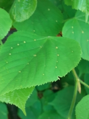 Eriophyes exilis