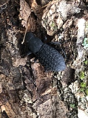 Polypleurus perforatus