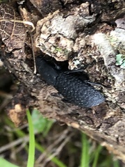 Polypleurus perforatus