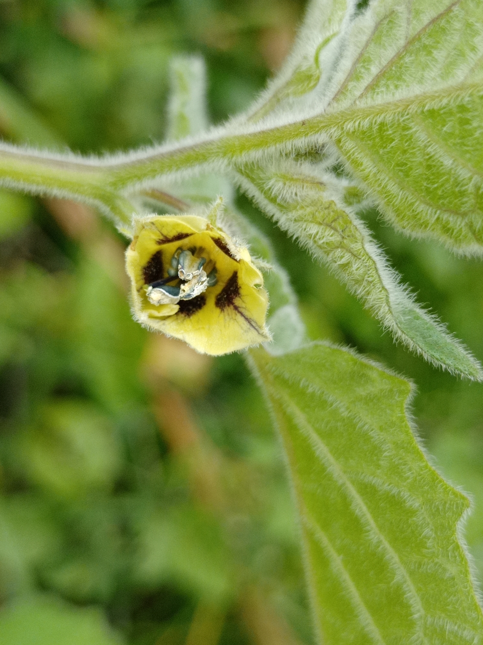 Physalis image