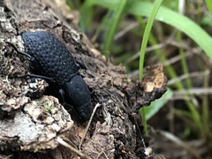 Polypleurus perforatus