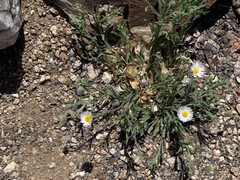Erigeron flagellaris