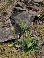 Anarrhinum bellidifolium