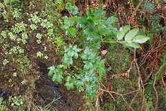 Angelica genuflexa