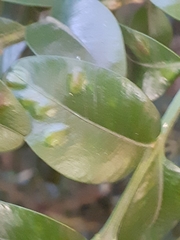 Monarthropalpus flavus