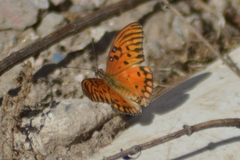Dione vanillae